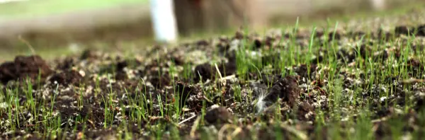 технологии озеленения территорий гидропосевом