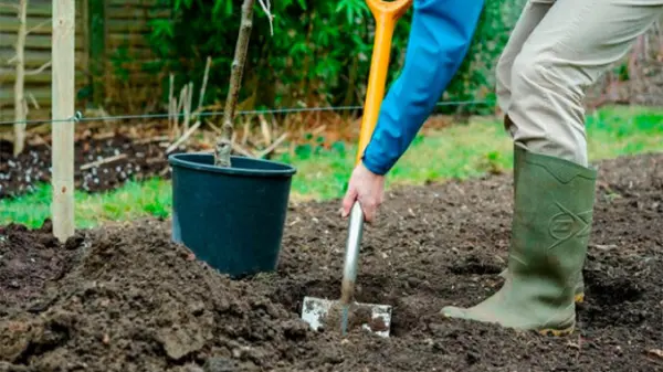 Повний цикл догляду за декоративними рослинами